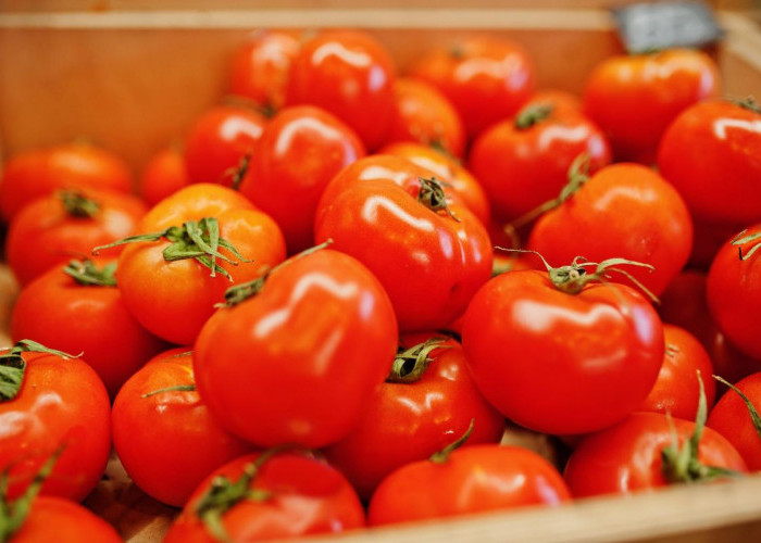 Produksi Petani Sedikit, Harga Tomat di Lampung Barat Melejit