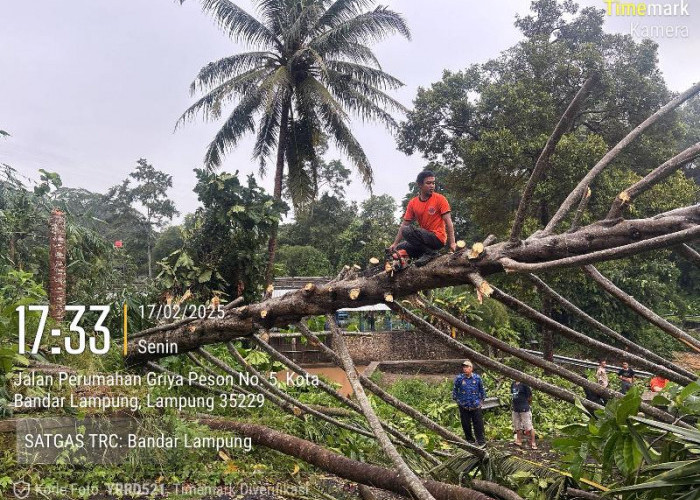 6 Pohon Tumbang Berhasil di Evakuasi BPBD Kota Bandar Lampung