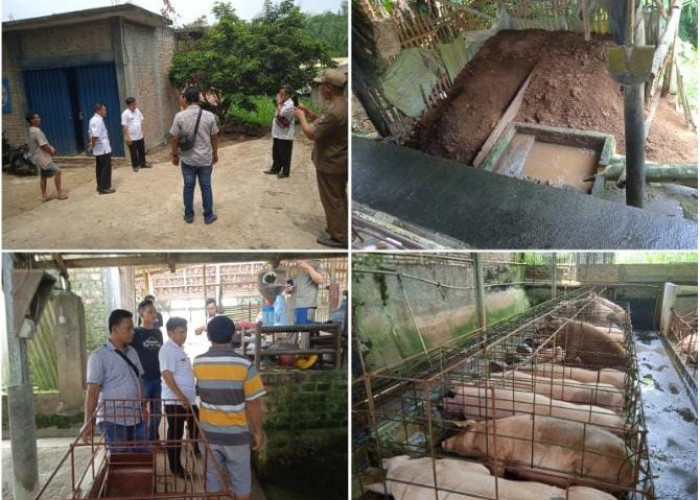 Peternakan Babi dan Ayam Dikeluhkan Warga, Tim Kecamatan Baradatu Turun Tangan
