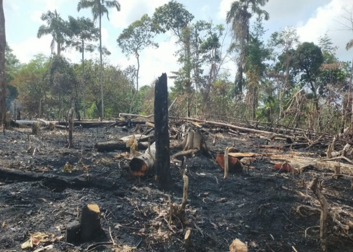Seluas 1,5 Hektare Lahan Terbakar, Tim KPH Pesisir Barat Padamkan Kebakaran Lahan di Ngaras