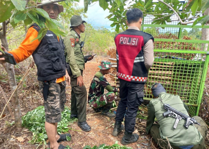 Harimau Sumatera Ditemukan Dekat Pemukiman Warga, Polres Pesisir Barat Lakukan Langkah Strategis