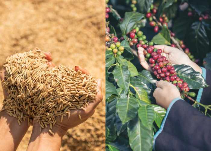 Panen Raya Kopi, Petani di Lampung Barat Kesulitan Cari Pekerja Harian