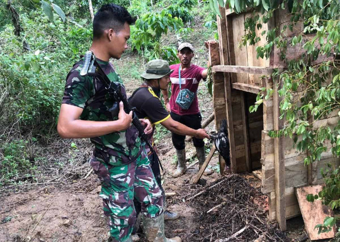 Sudah Satu Bulan, Harimau Pemangsa Manusia di Suoh Lampung Barat Belum Tertangkap