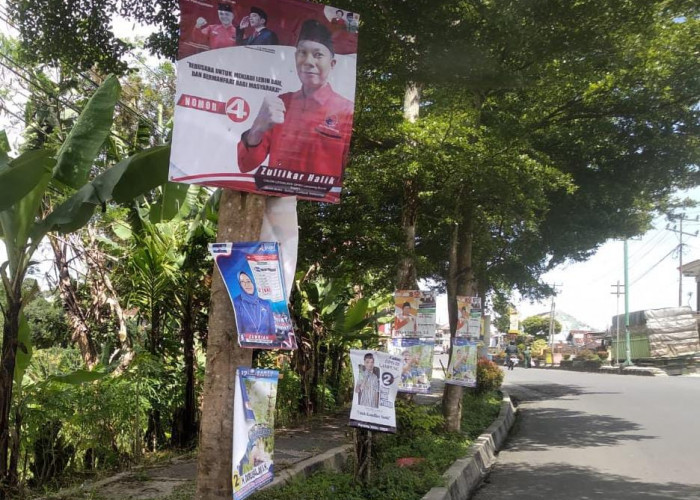 Pohon Penghijauan di Lampung Barat 'Berbuah' APK Caleg, Satpol-PP dan Bawaslu Apa Kabar? 