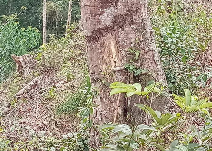 Aktivitas Pengrusakan Pohon HKm di Pekon Giham Dipertanyakan
