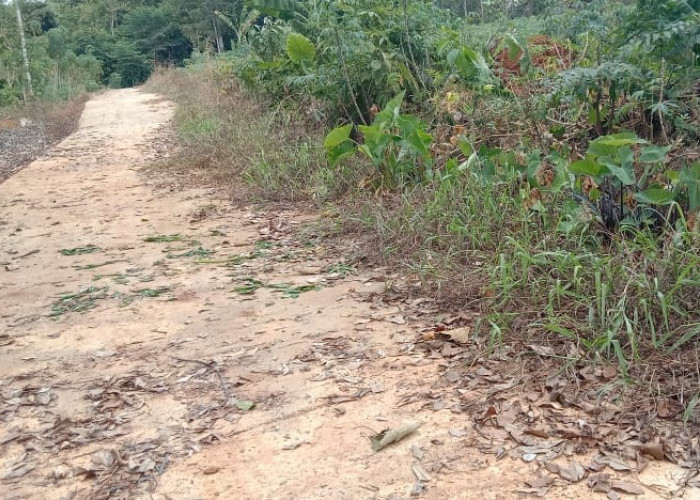 Ini Jawaban Sekdes Lepang Tengah Soal Pembangunan Rabat Beton Tanpa Plang Proyek