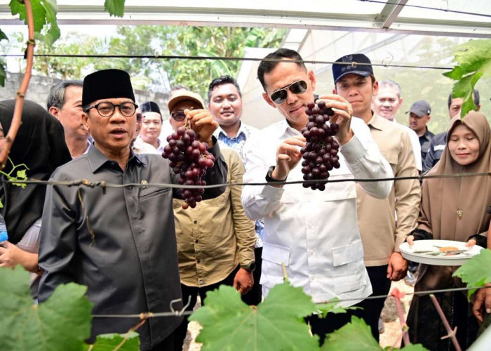 Mendes PDT Kunjungi Kebun Anggur Merak Batin, Potensi Ekonomi Desa Mulai Menjanjikan