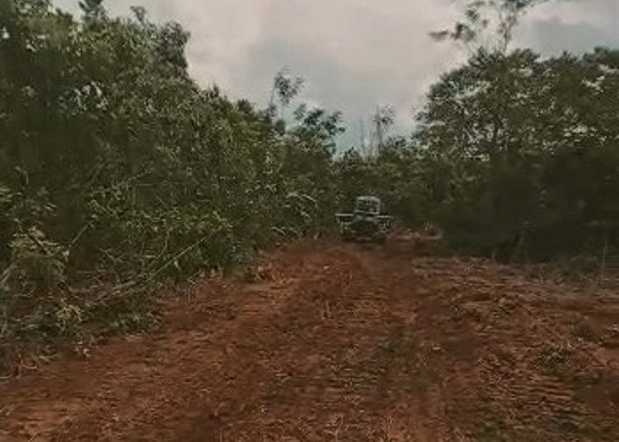 Pengrusakan Hutan Register 42 Blambangan Umpu Berlanjut, Dishut Lampung dan PT Inhutani V Bungkam