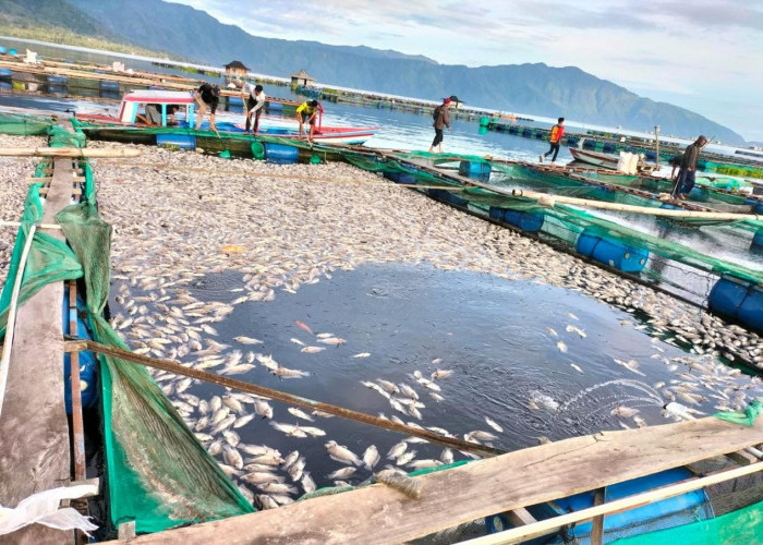 Kematian Ikan di KJA Lumbokseminung Capai 250 Ton, Kualitas Air Berangsur Normal 