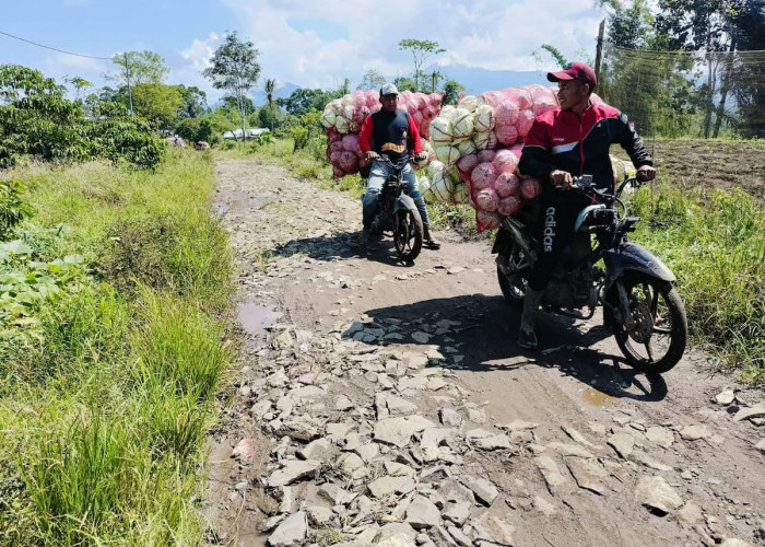 Jalan Rusak Hambat Laju Aktivitas Pertanian Warga Talang Tengah 