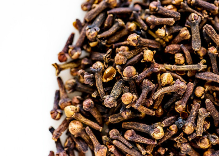 Produksi Cengkeh Lampung Barat Masih Rendah, Butuh Peremajaan dan Perawatan Intensif