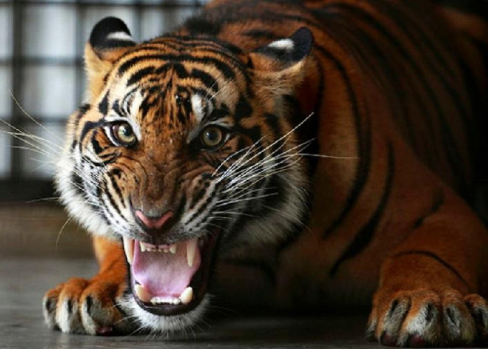 Tim Gabungan Terus Berupaya Evakuasi Harimau, Nukman Imbau Masyarakat Selalu Waspada