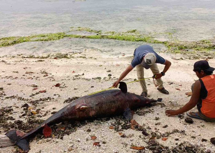 Diskan Kubur Lumba-Lumba yang Mati di Pantai Walur