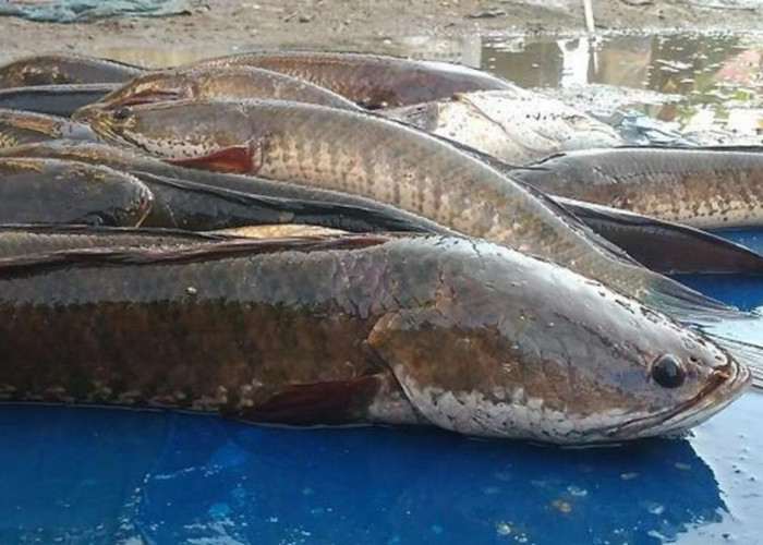 Kelezatan dan Manfaat Luar Biasa Ikan Gabus