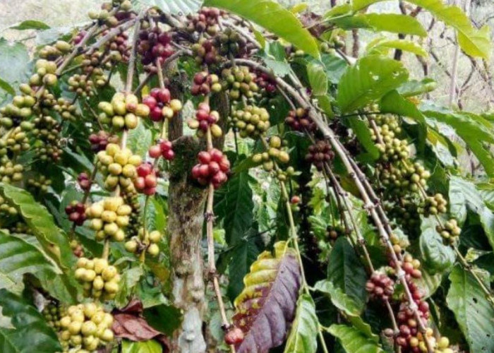 Harga Kopi Terus Naik, Petani Optimis Kembali Sentuh Rp70.000