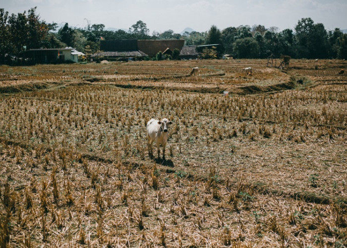 Hadapi Puncak El Nino, Petani Diminta Waspada Dalam Bertanam Padi