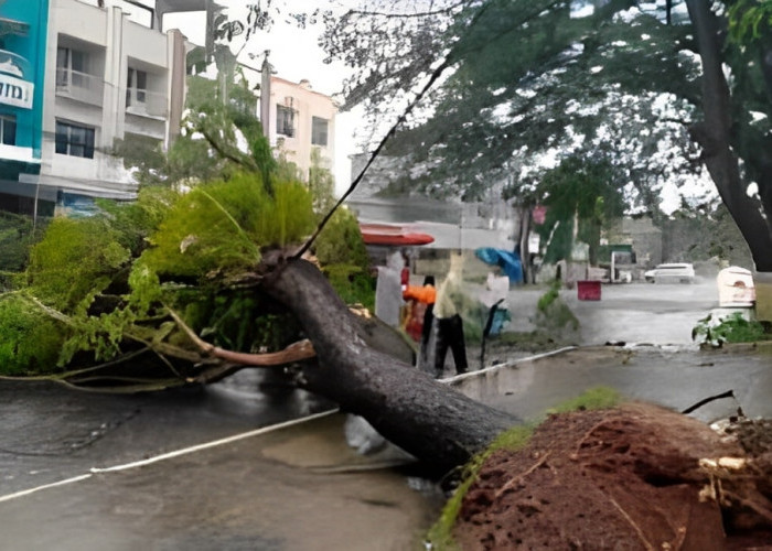 Pohon Tumbang Ganggu Akses Jalan Warga Kelurahan Jagabaya III 
