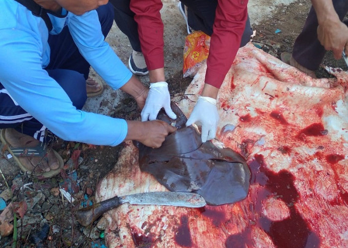 Disbunnak Lampung Barat Siapkan 33 Tim Pengawas Pemotongan Hewan Kurban