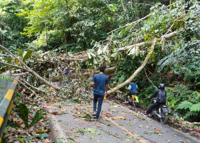 Tertimpa Pohon Tumbang, Jalan Liwa- Krui Macet 