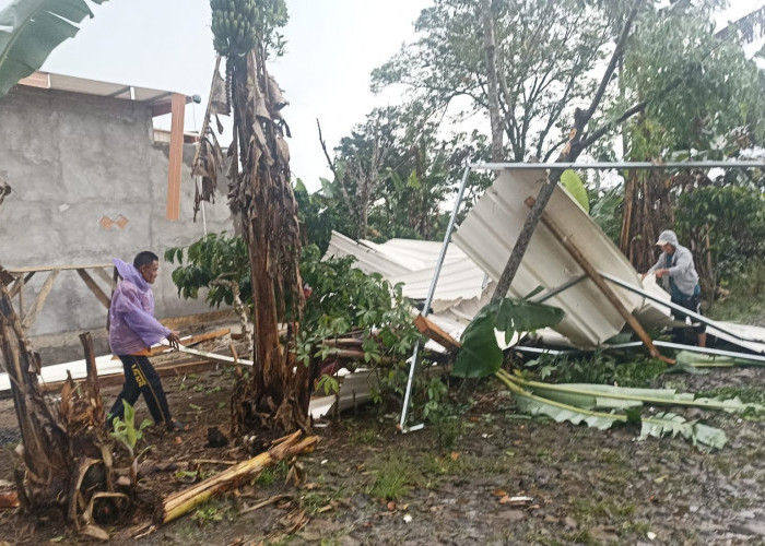 Cuaca Ekstrem Sekincau: Atap Rumah Rusak, Pohon Tumbang Nyaris Putuskan Listrik