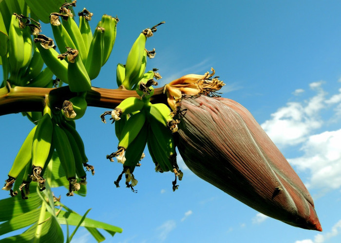 Manfaat dan Penggunaan Jantung Pisang: Nutrisi Tinggi, Baik untuk Kesehatan