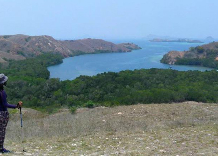 Petualangan di Pulau Rinca: Menyusuri Jejak Komodo di Alam Bebas