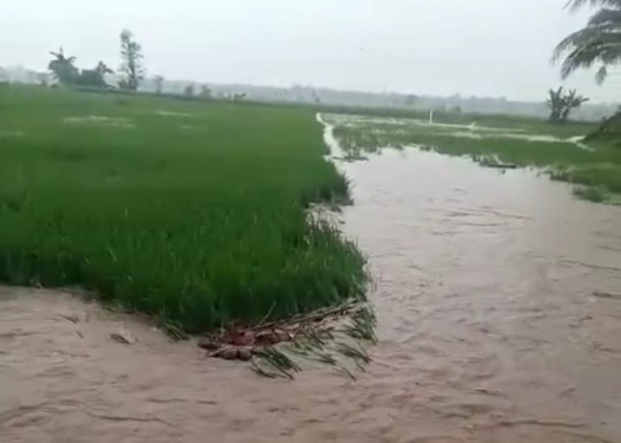 Banjir Bandang Terjang Lahan Persawahan di Kotaagung Barat