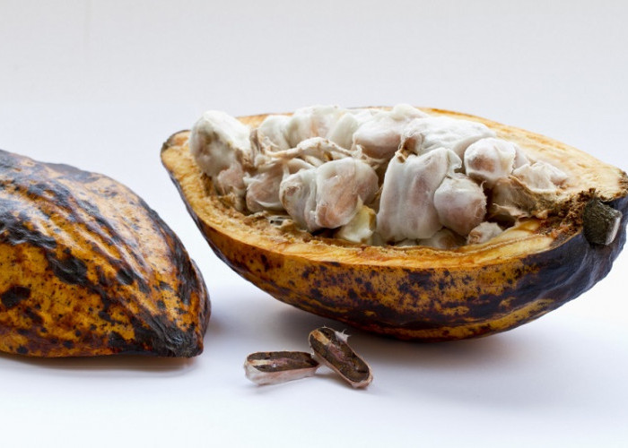 5 Manfaat Buah Kakao, Diantaranya Memperbaiki Fungsi Otak