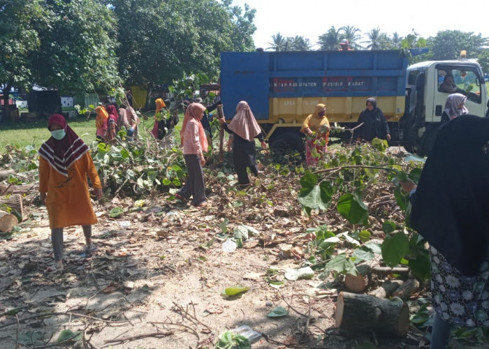 DLH Pesisir Barat Bersihkan Pohon Tumbang di Lapangan Merdeka