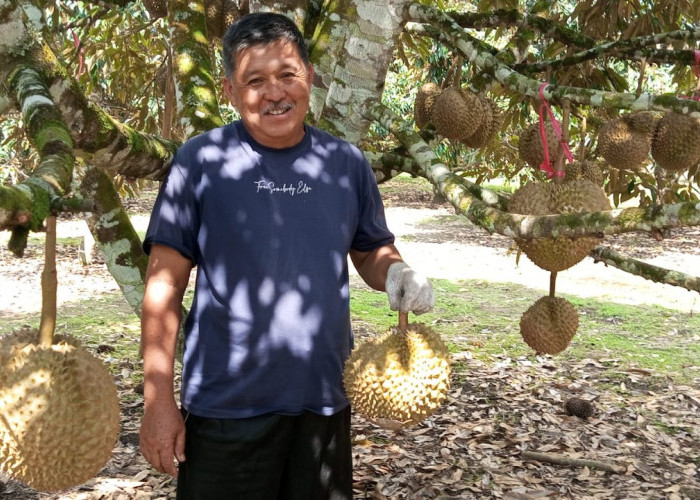 Yuk Berwisata Sembari Menikmati Durian Montong, Lokasinya Tak Jauh dari Pusat Kota Liwa