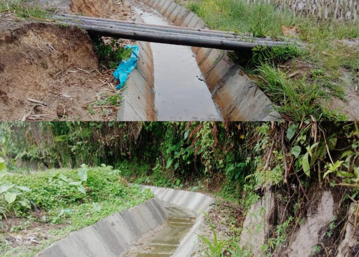 Pembangunan Irigasi Selesai, Pasokan Air Petani di Pekon Watas Meningkat