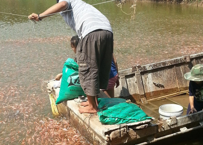 Tahun Ini, Bantuan Benih dan Pakan Ikan Nihil