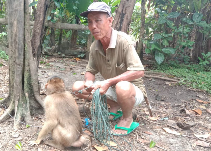 Kisah Monyet Pemetik Kelapa, Dalam Sehari Bisa Petik Hingga 500 Butir Kelapa