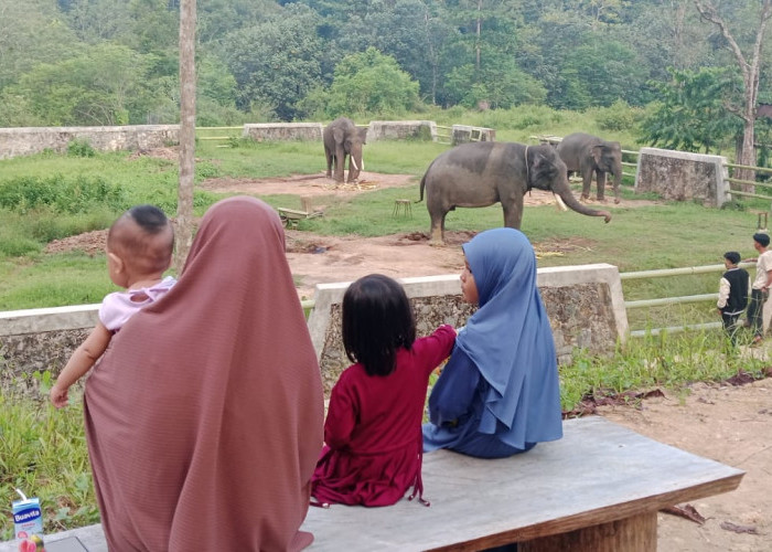 Ekowisata Pemerihan: Wisata Edukatif Konservasi Gajah Sumatera di Pesisir Barat