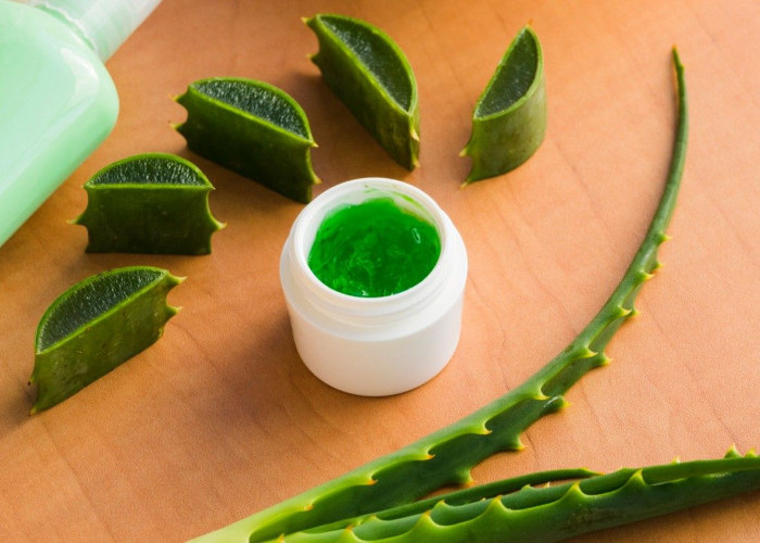 Cara Memakai Lidah Buaya untuk Mengatasi Rontok dan Rambut Kering