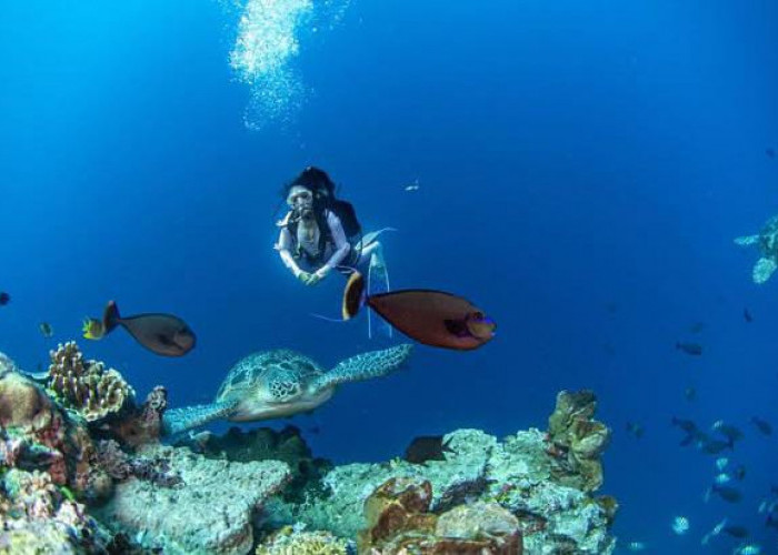 Menyelami Keajaiban Bawah Laut Taman Nasional Bunaken