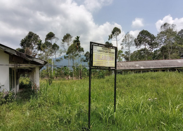 Sayang Lho..!! Aset Berharga Pemkab Lampung Barat di Kebun Tebu Dicampakkan 