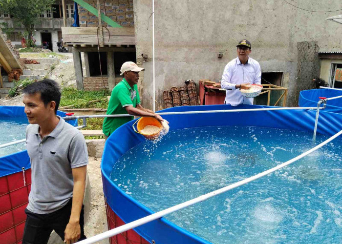 Program Ketahanan Pangan, Pekon Penggawa Lima Ulu Jalankan Budidaya Ikan dengan Bioflok