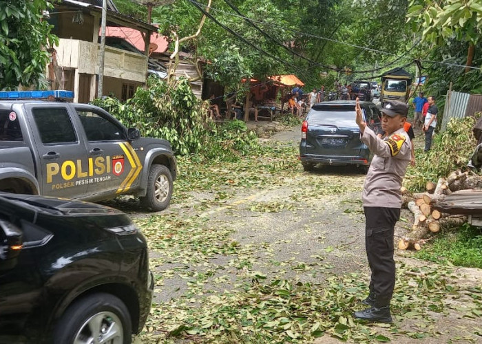 Tim Gabungan Evakuasi Pohon Tumbang di Jalan Liwa-Krui