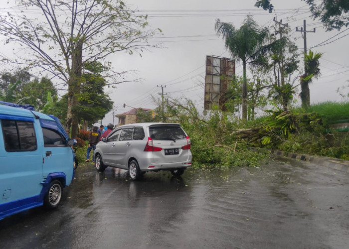 Diguyur Hujan, Pohon Tumbang di Jalan Raden Intan