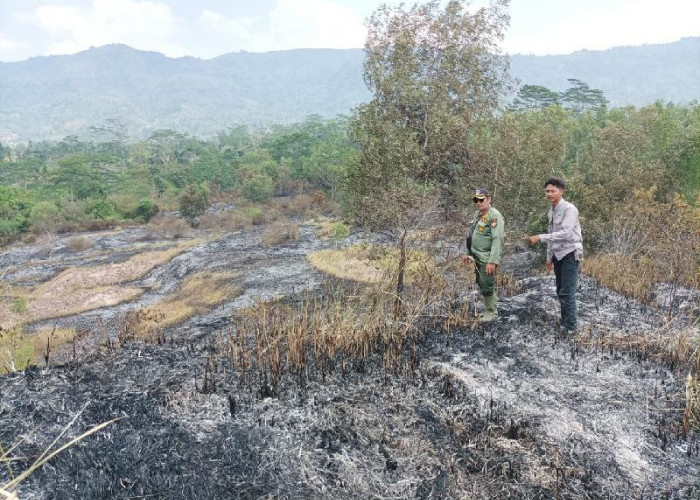 Padang Savana Seluas 2 Hektar di Suoh Terbakar, Petugas Lakukan Penyisiran Sisa Api