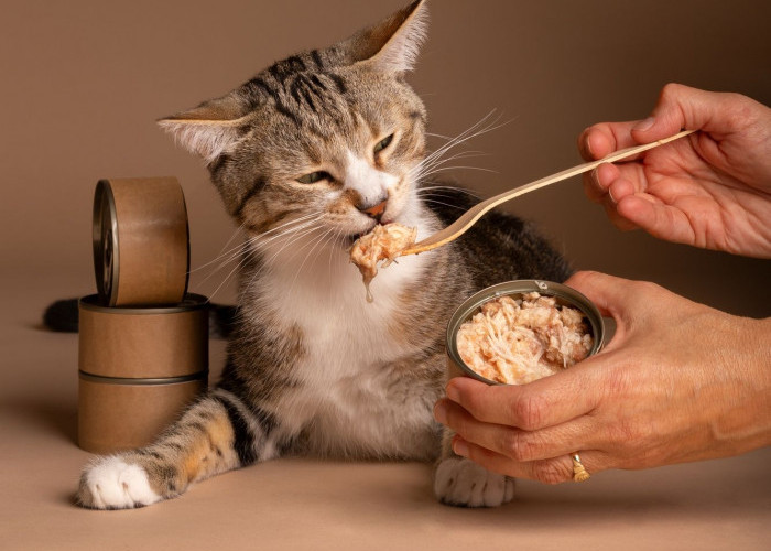 Cara Praktis Membuat Makanan Kucing yang Sehat dan Bergizi di Rumah