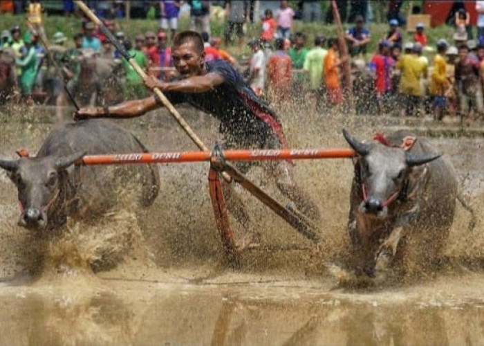 Barapan Kebo: Warisan Budaya Penuh Semangat dari Sumbawa Barat