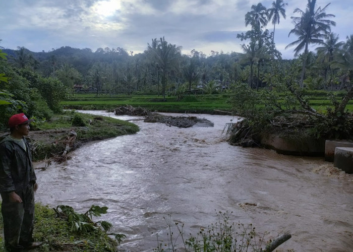 Erosi Sungai Uluhan Rusak Belasan Hektar Sawah di Bumijaya, Pemkab Lambar Segera Bangun Tanggul