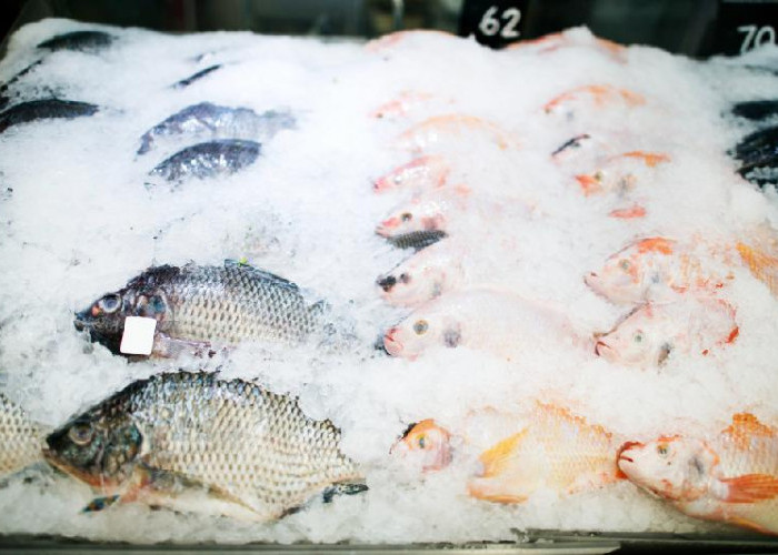 Hingga Juni Produksi Ikan Air Tawar Capai 110,7 Ton