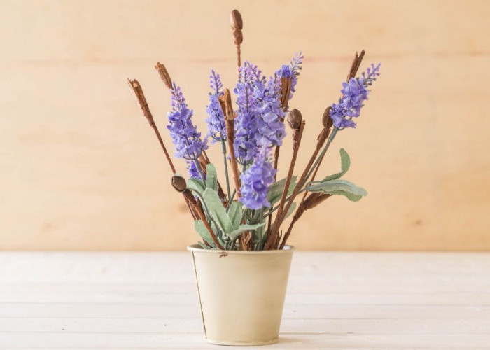 Tanaman Hias Berbunga Cantik yang Ternyata Punya Khasiat