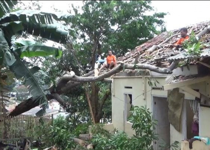 Angin Kencang di Kemiling Tumbangkan Pohon, 20 Rumah Warga Rusak
