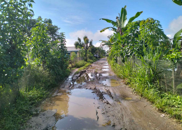 Rusak Makin Parah, Pemkab Lampung Barat Diminta Perbaiki Ruas Jalan Simpang Serdang-Kodim