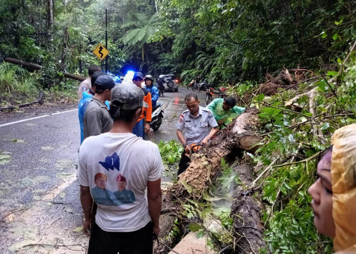 Pohon Tumbang Tutup Jalan Liwa-Krui, Sempat Sebabkan Kemacetan