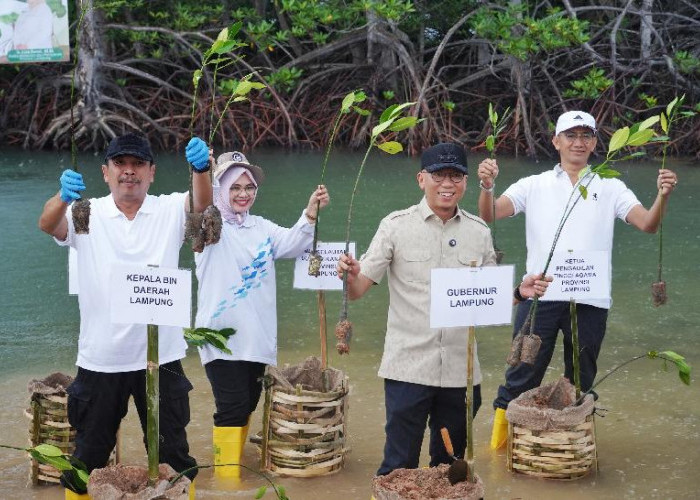 Gubernur Lampung Tanam Mangrove dan Tinjau Inovasi Appostrap di Pesawaran
